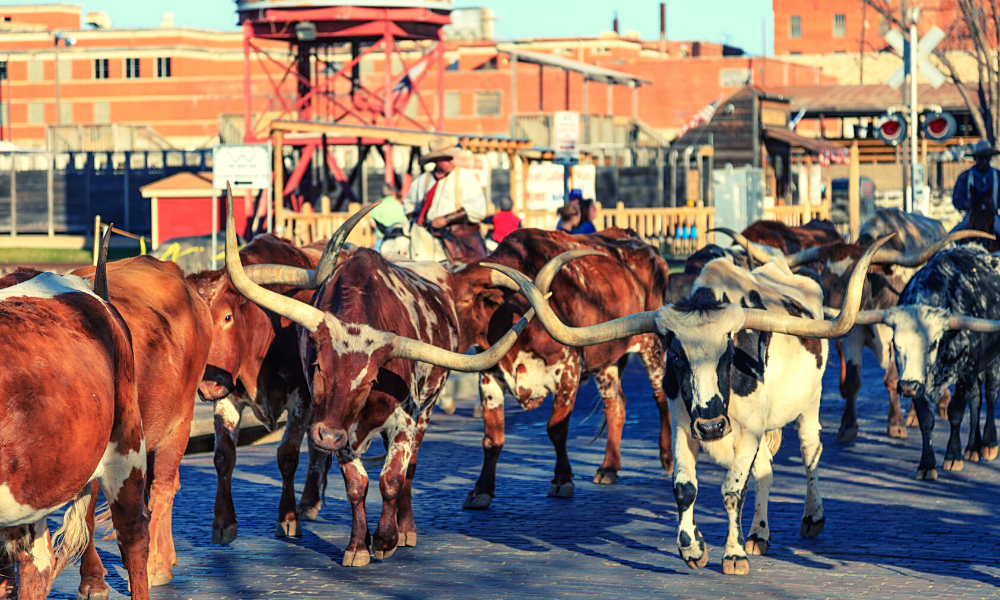 There are a lot of things to do in Fort Worth for free like the Stockyards cattle drive every day at noon. Its a really cool Cowtown experience!