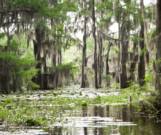 Caddo Lake is often not mentioned as one of the best getaways from Dallas, but it should be! This swampy lake is a change of scenery for Texas!