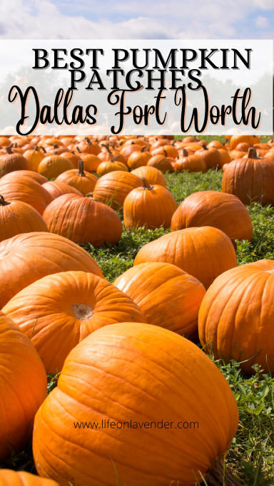 Pin "Best Pumpkin Patches in Dallas" for later!