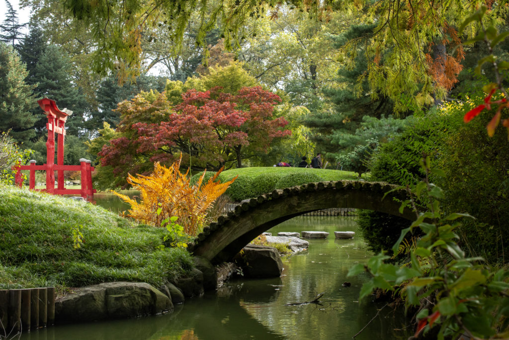 If you're looking for a place to enjoy New York's autumn splendor, be sure to check out the Brooklyn Botanical Gardens.
Courtesy of Brooklyn Botanic Garden, Photo by Michael Stewart 