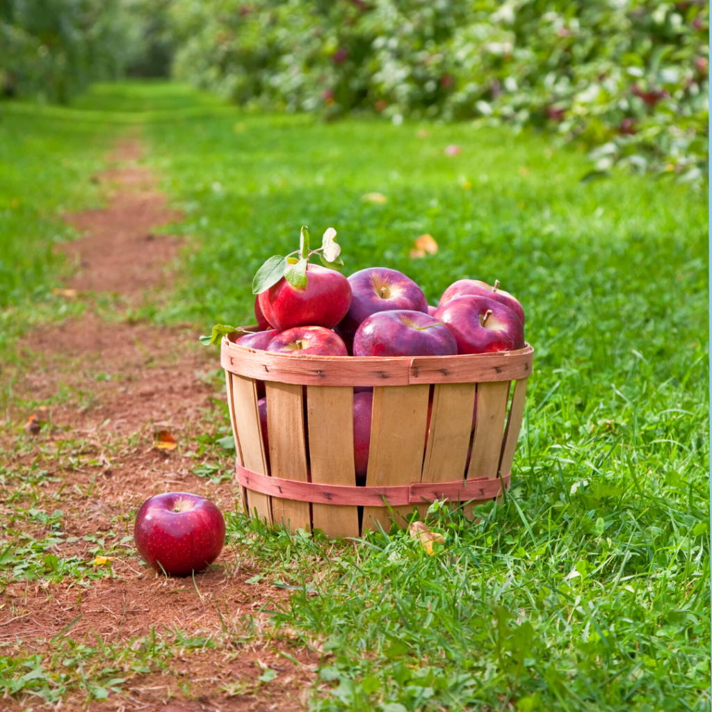 Apple picking is on everyone fall bucket lists!