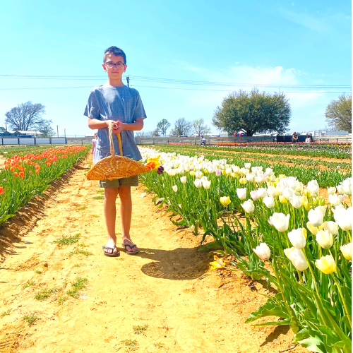 Texas Tulip Farm on a sunny afternoon in Texas