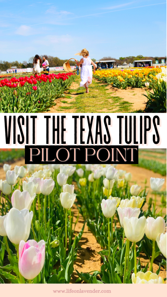 Texas Tulips. Pilot Point. Pinterest Pin